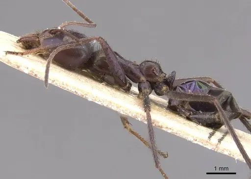 Iridomyrmex viridiaeneus - CASENT0905836