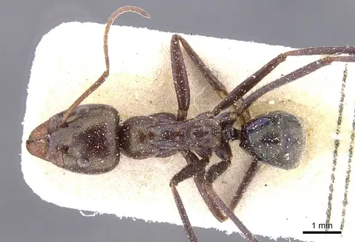 Iridomyrmex viridiaeneus - CASENT0911557