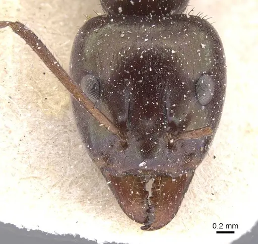 Iridomyrmex viridiaeneus - CASENT0911557
