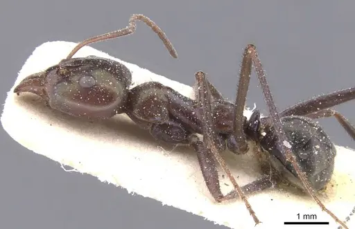 Iridomyrmex viridiaeneus - CASENT0911557