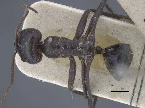 Iridomyrmex viridiaeneus - CASENT0917105