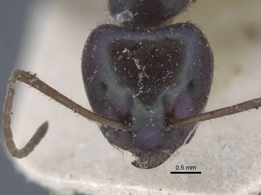 Iridomyrmex viridiaeneus - CASENT0917105