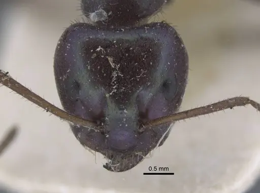 Iridomyrmex viridiaeneus - CASENT0917105