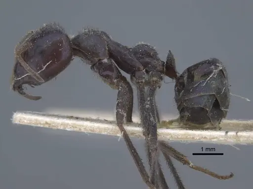 Iridomyrmex viridiaeneus - CASENT0917105