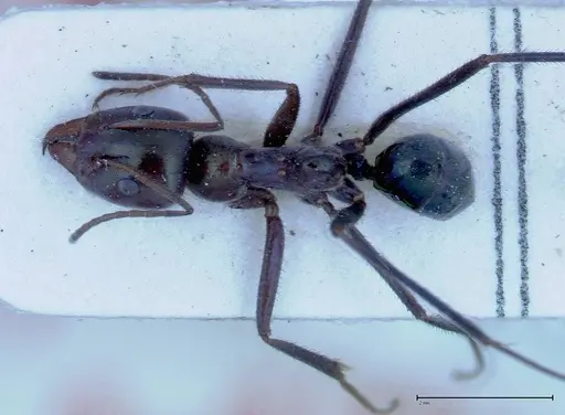Iridomyrmex viridiaeneus - FOCOL0157