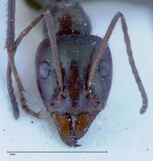 Iridomyrmex viridiaeneus - FOCOL0157