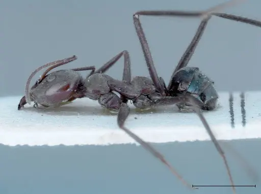 Iridomyrmex viridiaeneus - FOCOL0157