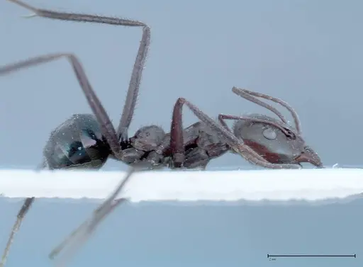 Iridomyrmex viridiaeneus - FOCOL0157