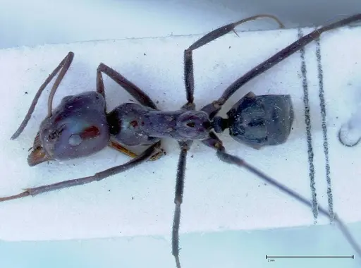 Iridomyrmex viridiaeneus - FOCOL0158