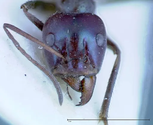 Iridomyrmex viridiaeneus - FOCOL0158
