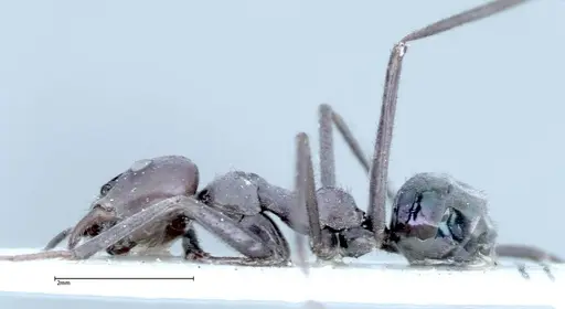 Iridomyrmex viridiaeneus - FOCOL0158