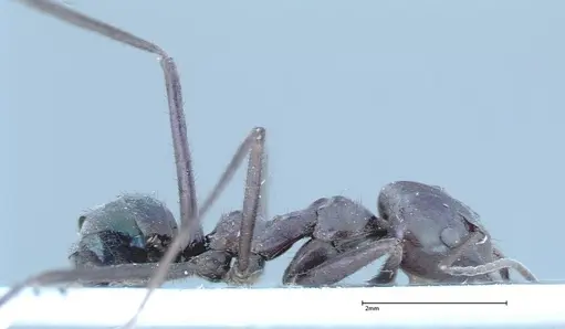 Iridomyrmex viridiaeneus - FOCOL0158