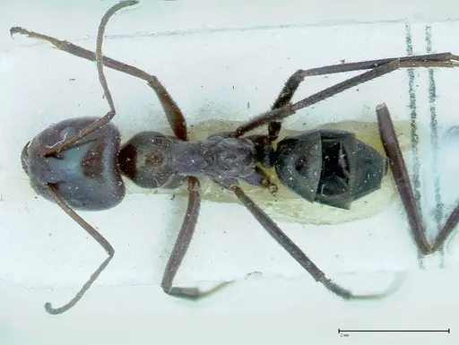Iridomyrmex viridiaeneus - FOCOL0166