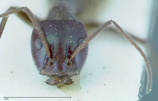 Iridomyrmex viridiaeneus - FOCOL0166