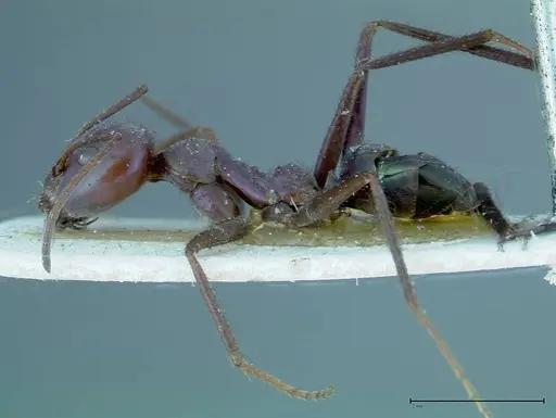 Iridomyrmex viridiaeneus - FOCOL0166