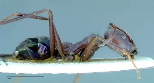 Iridomyrmex viridiaeneus - FOCOL0166