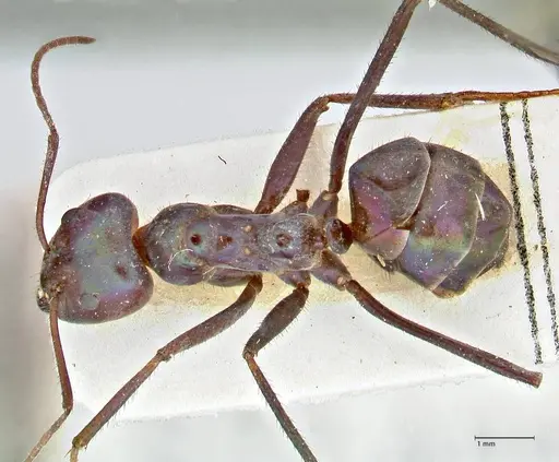 Iridomyrmex viridiaeneus - FOCOL2825
