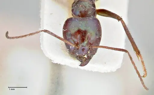 Iridomyrmex viridiaeneus - FOCOL2825