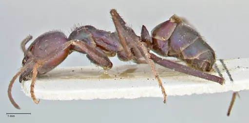 Iridomyrmex viridiaeneus - FOCOL2825