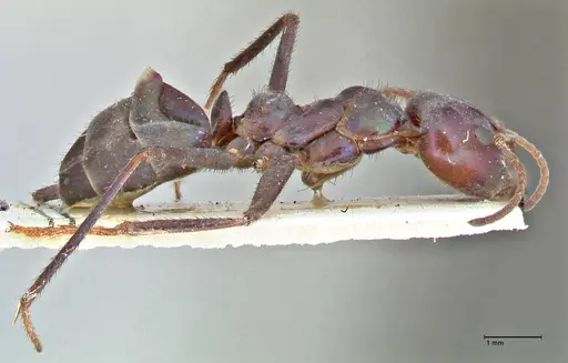 Iridomyrmex viridiaeneus - FOCOL2825