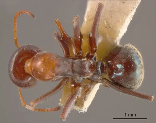 Iridomyrmex viridigaster specimen