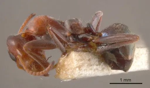 Iridomyrmex viridigaster specimen
