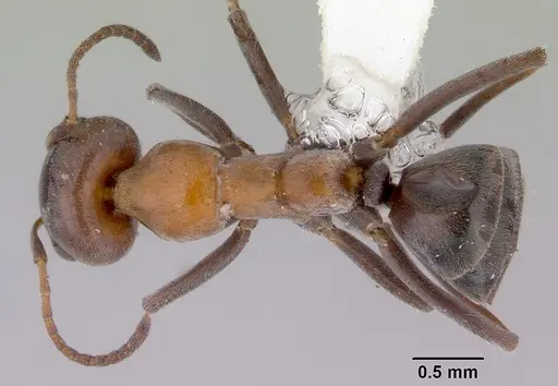 Iridomyrmex viridigaster - CASENT0172051