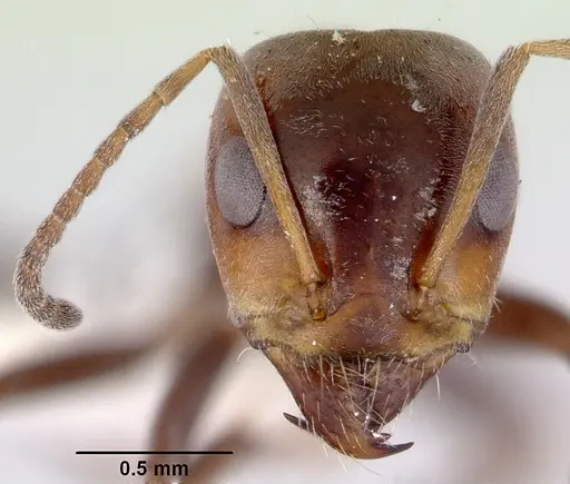Iridomyrmex viridigaster - CASENT0172051