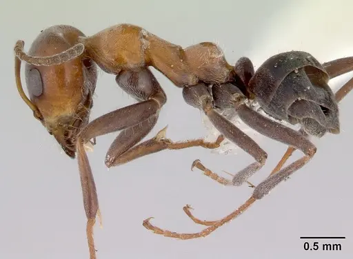 Iridomyrmex viridigaster - CASENT0172051