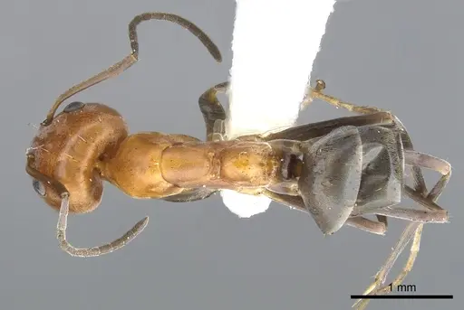 Iridomyrmex xanthocoxa specimen