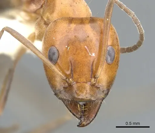 Iridomyrmex xanthocoxa specimen