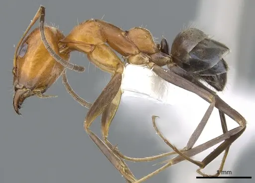 Iridomyrmex xanthocoxa specimen