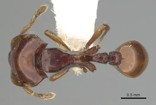 Ishakidris ascitaspis specimen