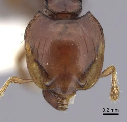 Ishakidris ascitaspis specimen