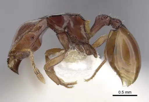 Ishakidris ascitaspis specimen