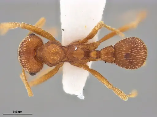 Kalathomyrmex emeryi specimen