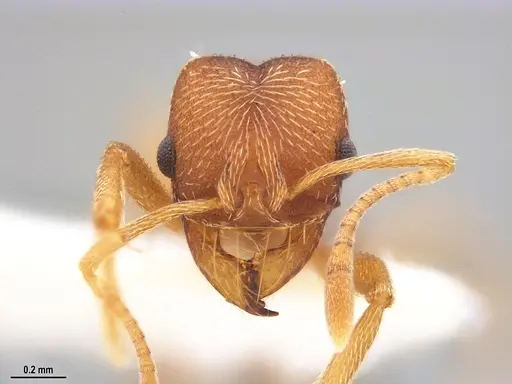 Kalathomyrmex emeryi specimen