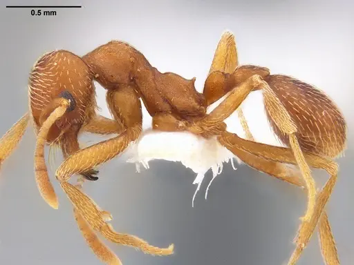 Kalathomyrmex emeryi specimen
