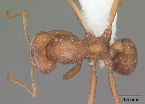 Kalathomyrmex emeryi - CASENT0010816