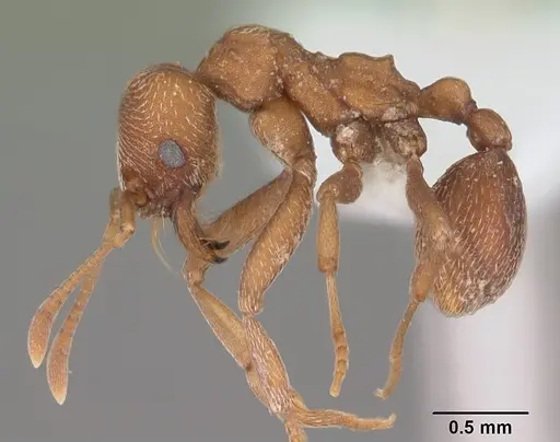 Kalathomyrmex emeryi - CASENT0010816
