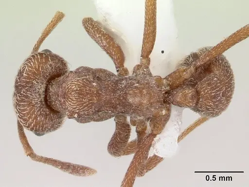 Kalathomyrmex emeryi - CASENT0178534