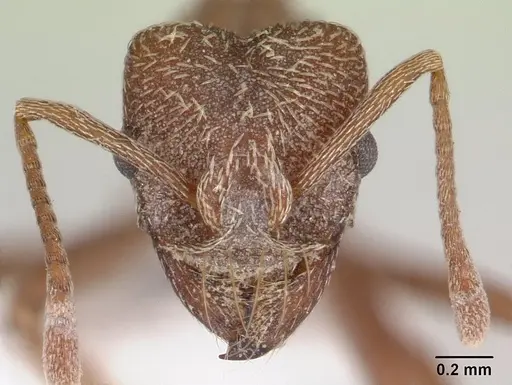 Kalathomyrmex emeryi - CASENT0178534