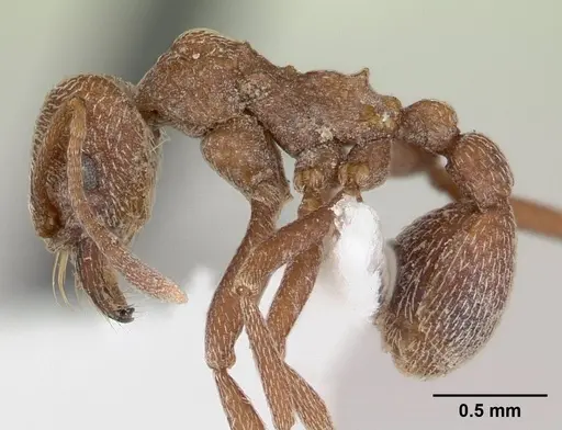 Kalathomyrmex emeryi - CASENT0178534