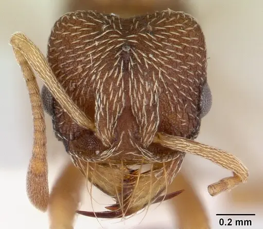 Kalathomyrmex emeryi - CASENT0178535