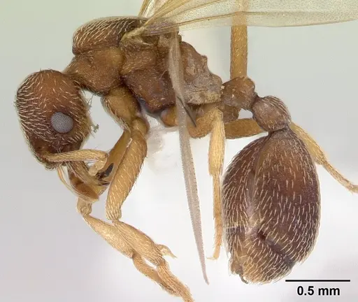 Kalathomyrmex emeryi - CASENT0178535