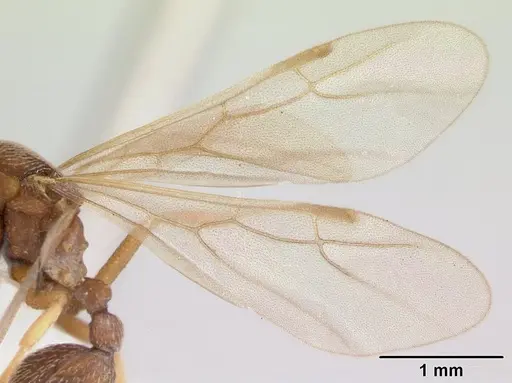 Kalathomyrmex emeryi - CASENT0178535