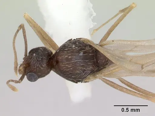 Kalathomyrmex emeryi - CASENT0178536