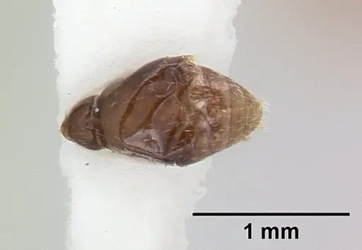 Kalathomyrmex emeryi - CASENT0178536