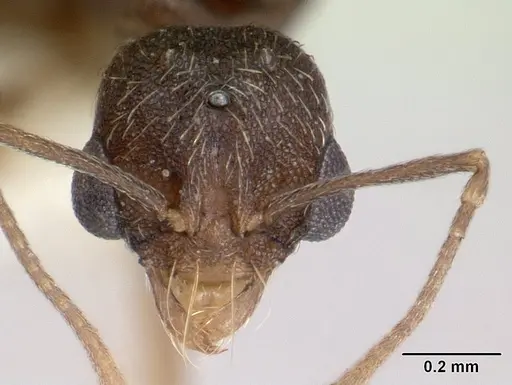Kalathomyrmex emeryi - CASENT0178536