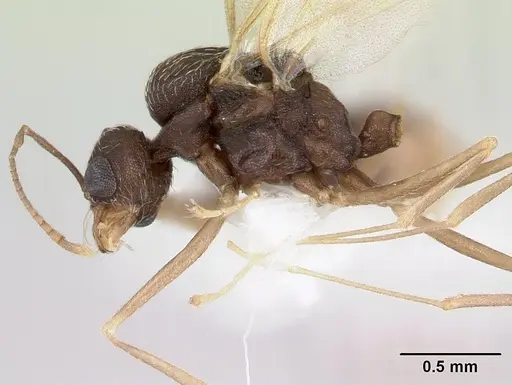 Kalathomyrmex emeryi - CASENT0178536